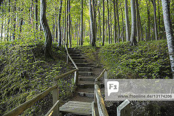 Germany  Mecklenburg-Western Pomerania  Ruegen  Jasmund National Park  Beech forest  forest path  steps
