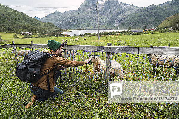 Junger Mann mit Rucksack streichelt Schafe auf der Weide