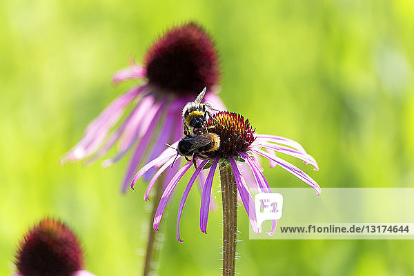 Botanischer Garten  Honigbienen auf violettem Sonnenhut