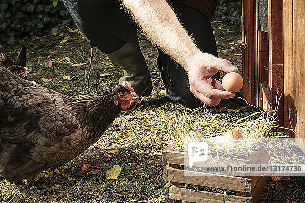 Freilandhuhn  Hühnerei in der Hand halten