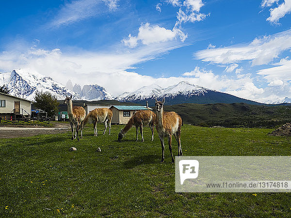 Chile  Patagonien  Nationalpark Torres del Paine  Cerro Paine Grande und Torres del Paine  Guanakos