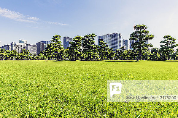 Japan,  Tokio,  Bezirk Chiyoda,  Wiese im Gebiet des Kaiserpalastes,  Park,  grüne Wiese und Bäume