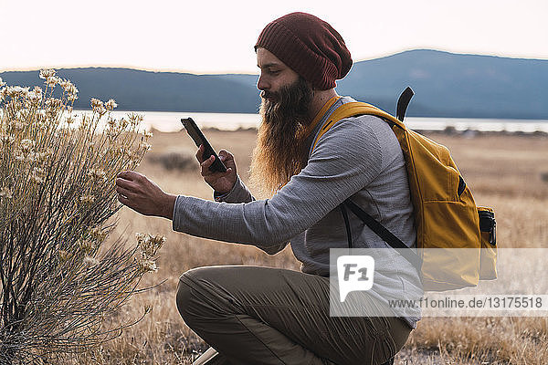 USA  Nordkalifornien  bärtiger Mann mit Mobiltelefon bei der Untersuchung einer Pflanze in der Nähe des Lassen-Vulkan-Nationalparks