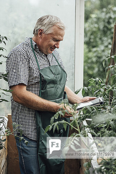 Mature man  gardener in greenhouse using digital tablet