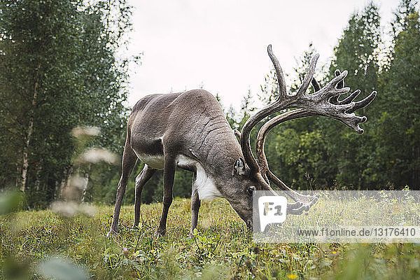 Finnland Lappland Rentierweide in ländlicher Landschaft