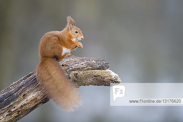 Porträt eines eurasischen roten Eichhörnchens  das im Winter auf einem Baumstamm kauert