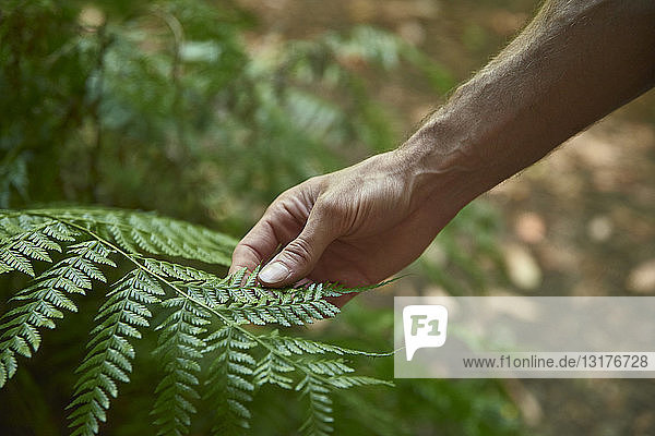 Spanien  Kanarische Inseln  La Palma  Nahaufnahme einer Hand  die ein grünes Waldfarnblatt berührt