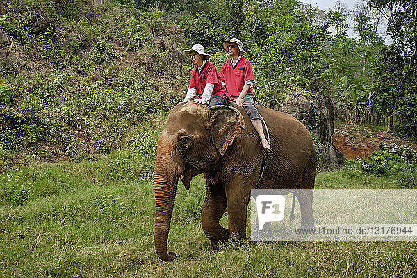 Thailand  Provinz Chiang Mai  Ran Tong Elefanten-Schutzgebiet  Elefanten-Trekking