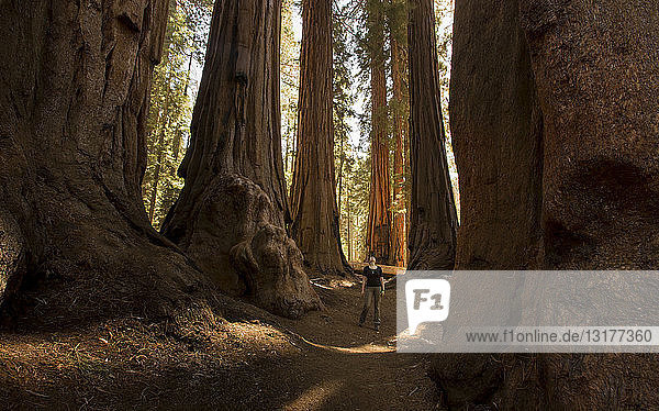 USA  California  Sequoia National Park  Sequoia tree and woman  sun light