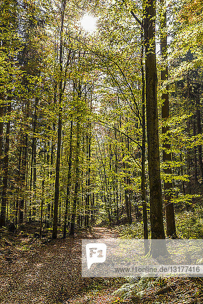 Deutschland  Baden-Württemberg  Schwarzwald  Bad Wildbad  Waldweg im Herbst