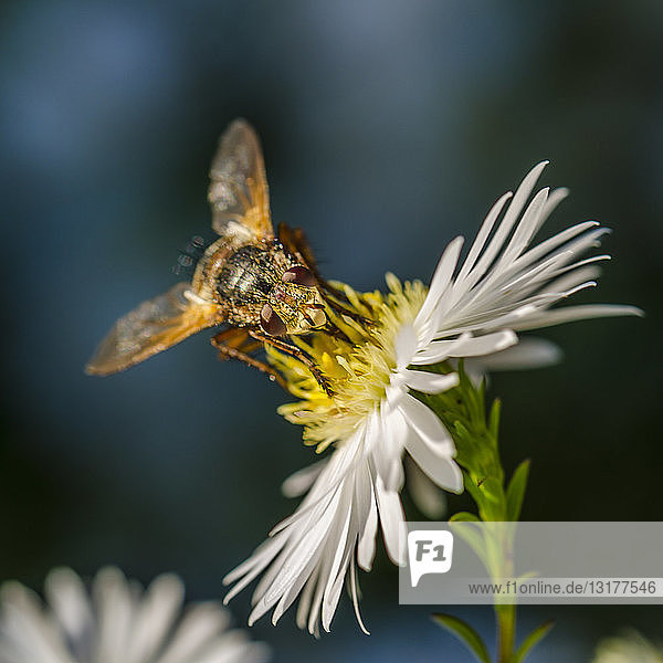 Fliege  die auf dem Blütenkopf sitzt