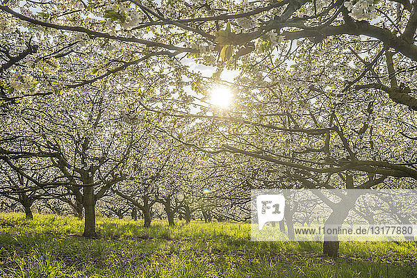 Deutschland  Sachsen-Anhalt  Wernigerode  blühende Kirschbäume am Abend