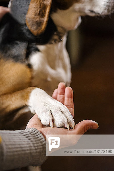 Frauenhand  die die Pfote eines Hundes hält  Nahaufnahme