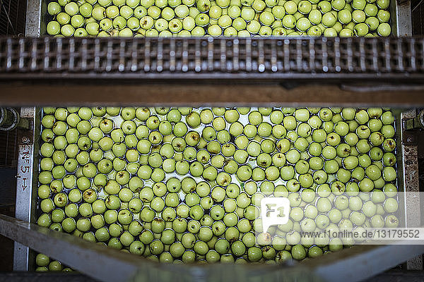 Grüne Äpfel in der Fabrik werden gewaschen