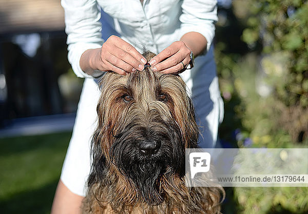 Frauenhände fixieren die Haarspange auf dem Kopf des Hundes