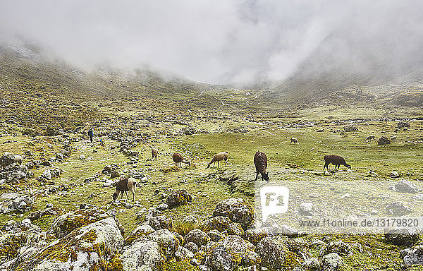 Bolivien  La Paz  Lamas am Inkapfad mit Wanderern im Hintergrund