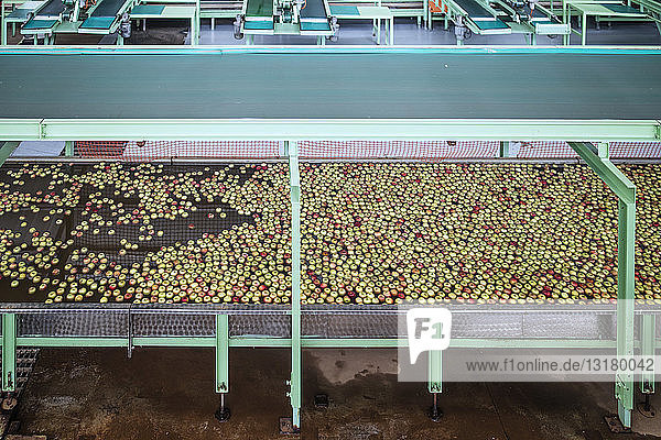 Äpfel in der Fabrik werden gewaschen
