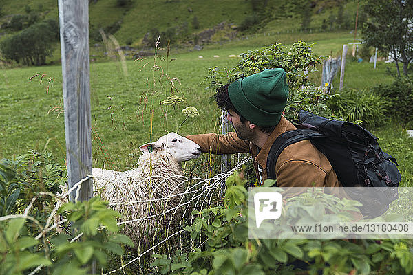 Young man with backpack petting sheep on pasture