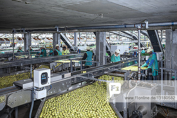 Menschen  die in einer Apfel-Fabrik arbeiten