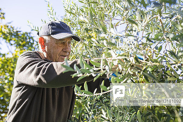 Älterer Mann pflückt Oliven vom Baum