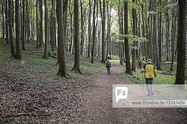 Deutschland  Mecklenburg-Vorpommern  Rügen  Nationalpark Jasmund  Wanderer im Buchenwald auf Wanderweg