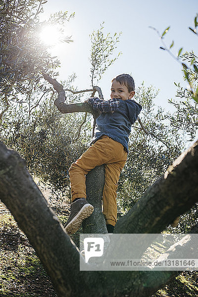 Happy boy playing in an olive tree