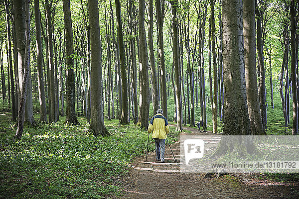 Deutschland  Mecklenburg-Vorpommern  Rügen  Nationalpark Jasmund  Wanderer im Buchenwald auf Wanderweg