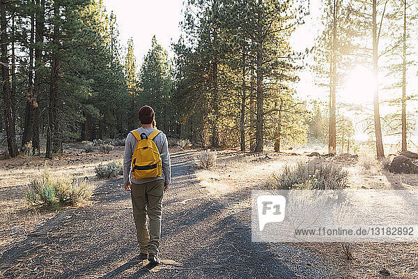 USA  North California  rear view of young man walking on a path in a forest near Lassen Volcanic National Park