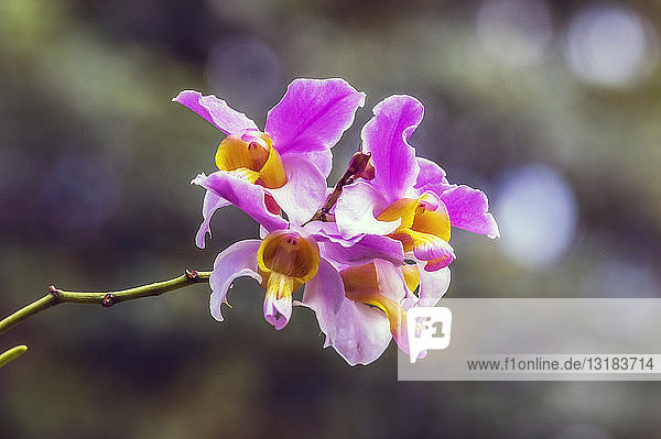 Fidschi-Inseln  Lautoka  Orchideenblüte  Tracheophyta