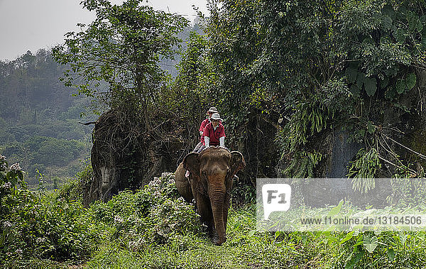 Thailand  Provinz Chiang Mai  Ran Tong Elefanten-Schutzgebiet  Elefanten-Trekking