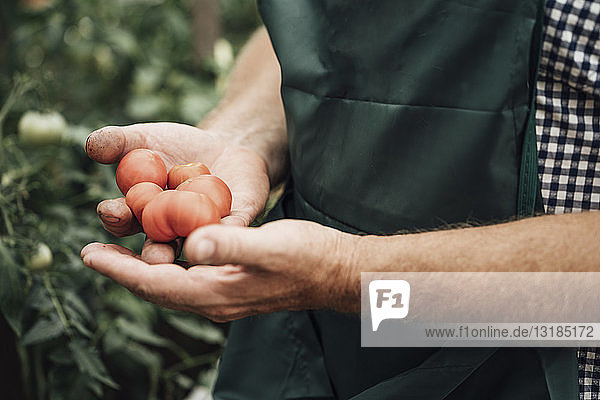 Gärtner im Gewächshaus  Tomaten in der Hand haltend
