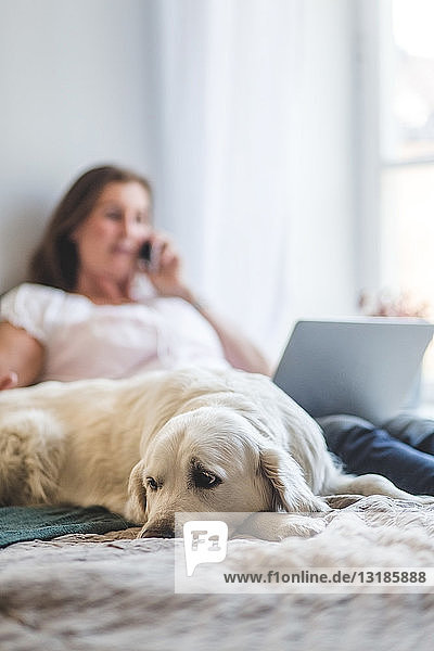 Close-up of dog lying while woman with laptop using phone on bed at home