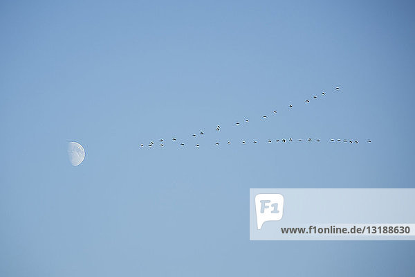 Zugvögel  die am blauen Himmel dem Mond entgegenfliegen