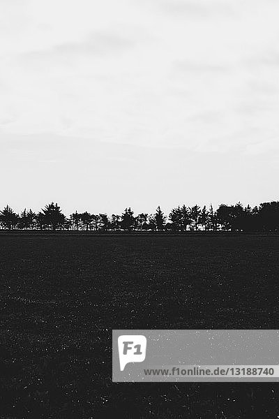 Schwarze und weiße Bäume säumen ein ländliches Feld