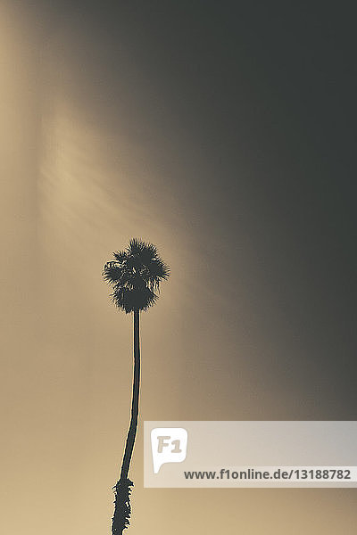 Silhouettierte Palme vor dramatischem Himmel  Santa Barbara  Kalifornien  USA