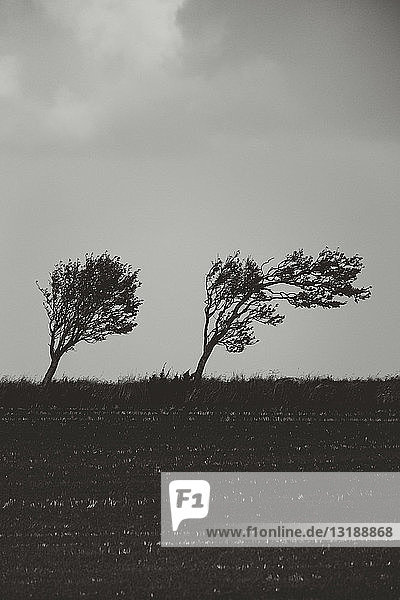 Schwarze und weiße windgepeitschte Bäume im Feld lehnen