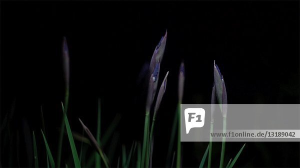 Iris Blumen Swaying im Wind gegen schwarzen Hintergrund