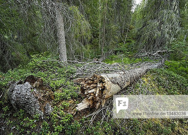Umgefallener Baum im borealen arktischen Wald  KittilÃ¤  Lappi  Finnland  Europa
