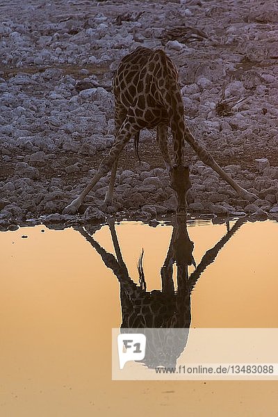 Giraffe trinkt an einem Wasserloch und spiegelt sich im Wasser  Okaukuejo Rest Camp  Etosha National Park  Namibia  Afrika