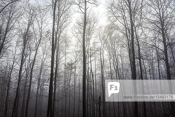 Kahle Bäume im Nebel  Odenwald  Hessen  Deutschland  Europa