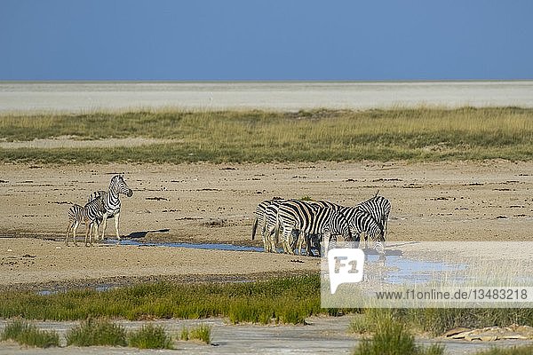 Burchell-Zebras (Equus quagga burchelli) an einer Wasserstelle am Rande der Etosha-Pfanne  Etosha-Nationalpark  Namibia  Afrika