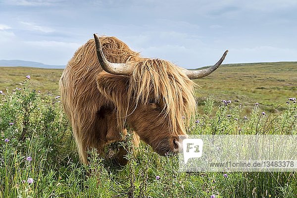 Schottische Hochlandrinder oder Kyloe grasen auf Distelblüten  Nordschottland  Schottland  Vereinigtes Königreich  Europa