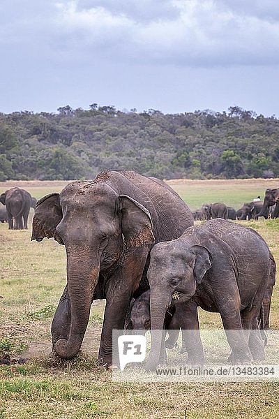 Sri Lankan elephants (Elephas maximus maximus)  adult with young animals  Wasgamuwa National Park  Sri Lanka  Asia