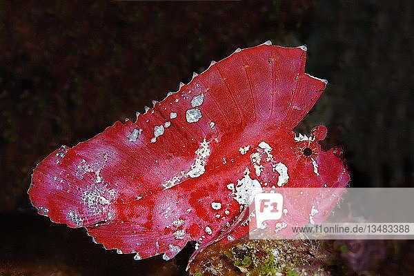 Schaukelfisch (Taenianotus triacanthus), rot, Selayar Island, Floressee, Pazifik, Indonesien, Asien