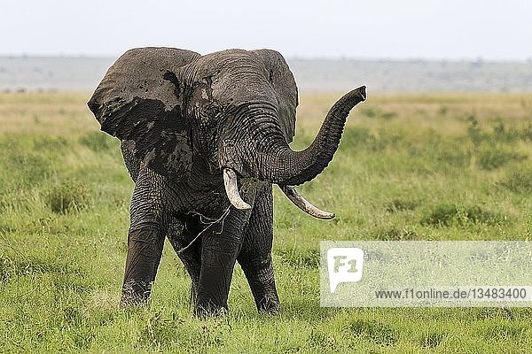 Afrikanischer Elefant (Loxodonta africana) im Sumpfgebiet  Amboseli  Nationalpark  Kenia  Ostafrika  Afrika