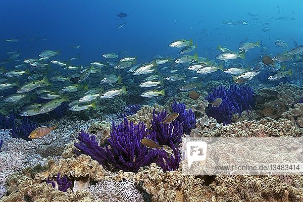 Ehrenberg's Snapper (Lutjanus ehrenbergii)  Schwarm schwimmt über Korallenriff  Riffdach mit Rotmeerpeitsche (Ellisella sp.)  Lederkorallen (Alcyoniidae)  Daymaniyat Islands Naturreservat  Indischer Ozean  Khawr Suwasi  Al-Batina Provinz  Oman  Asien