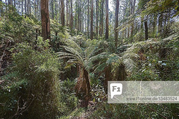 Regenwald mit Baumfarnen (Cyatheales) und Eucalyptus regnans-Bäumen (Eucalyptus regnans)  Dandenong-Ranges-Nationalpark  Victoria  Australien  Ozeanien