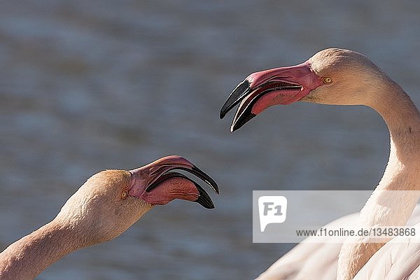 Große Flamingos (Phoenicopterus roseus) streitend  Tierporträt  Camargue  Südfrankreich  Frankreich  Europa