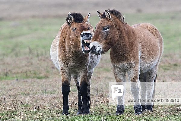 Przewalski-Pferde (Equus ferus przewalskii)  Mitteilung  Emsland  Niedersachsen  Deutschland  Europa