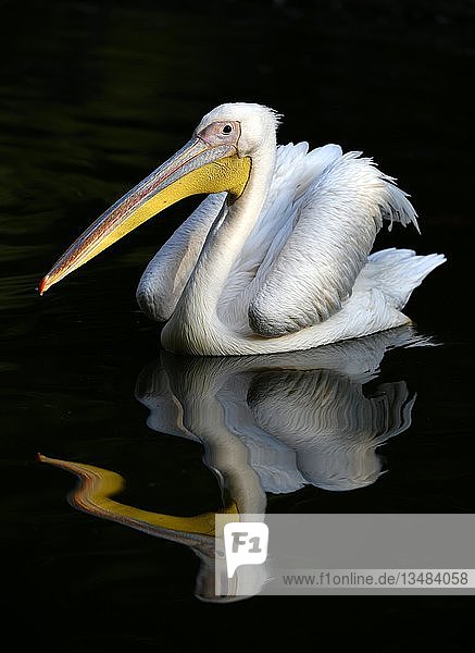 Great white pelican (Pelecanus onocrotalus)  reflection in the water  captive  Germany  Europe